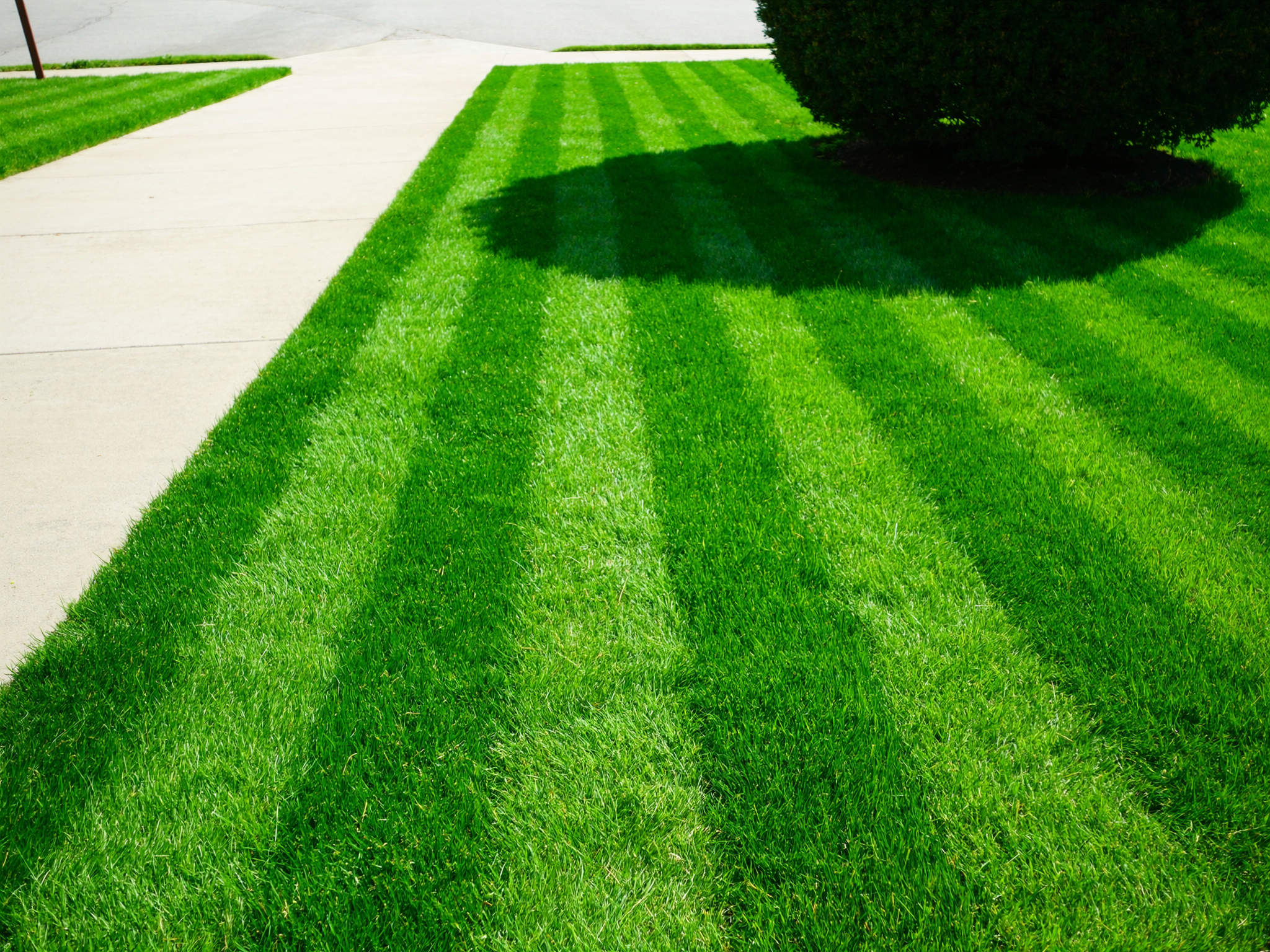 Healthy green lawn
